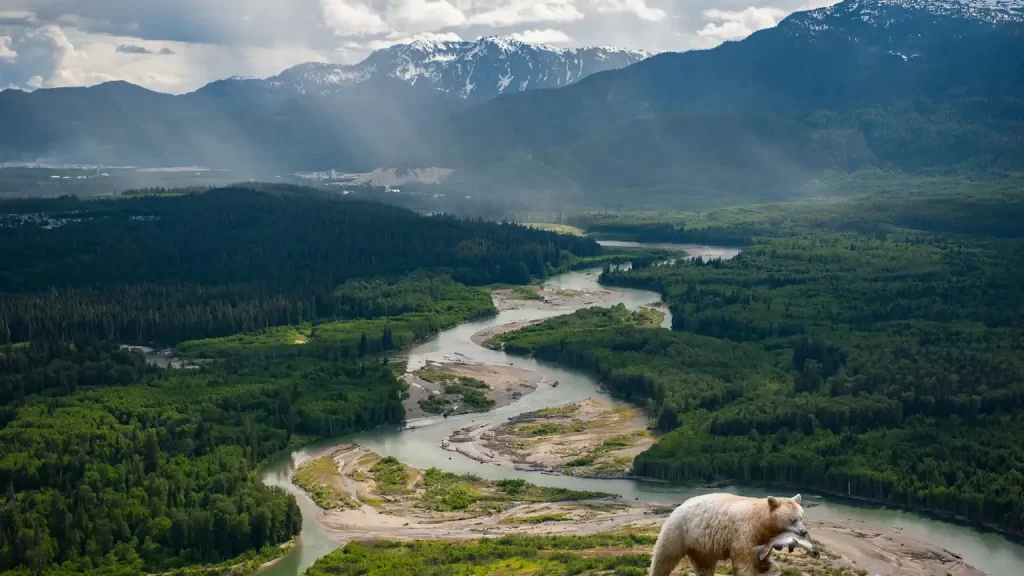 Great Bear Rainforest