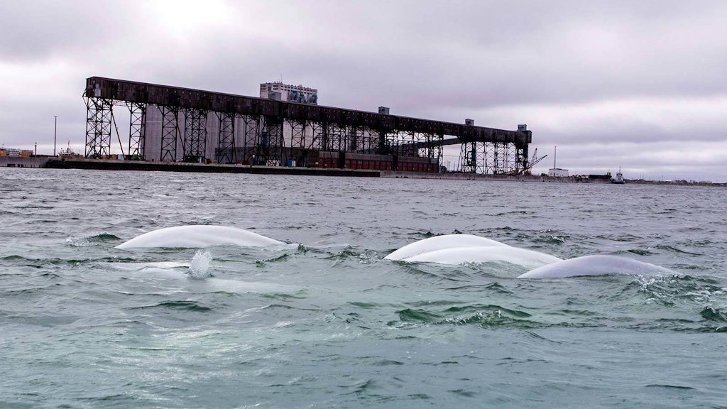beluga whales in churchill manitoba