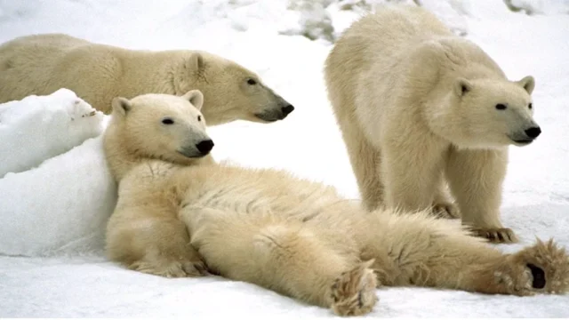 Polar Bear Capital of the World – Churchill, Manitoba