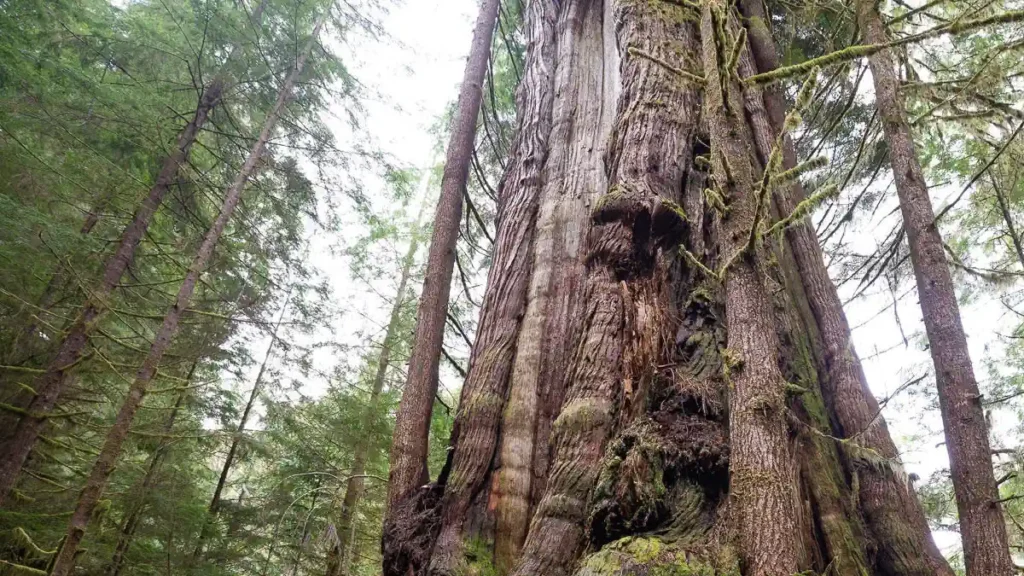 Ancient Cedars of Vancouver Island Canada’s Tallest Trees