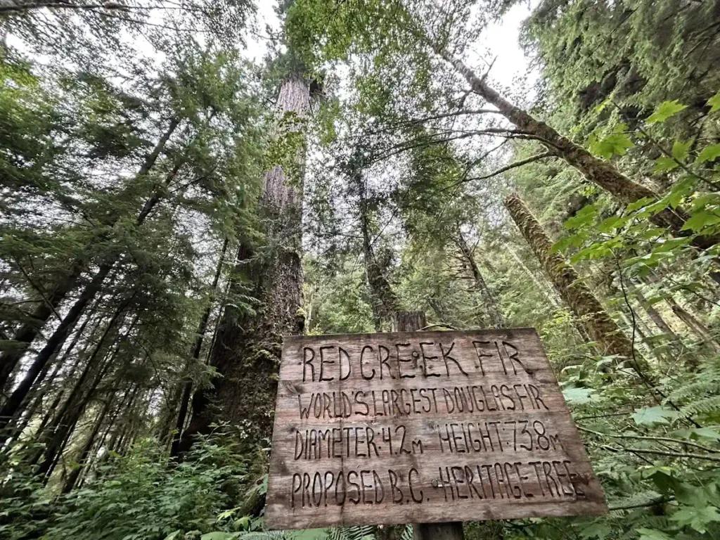 Red Creek Fir – The World’s Largest Douglas Fir