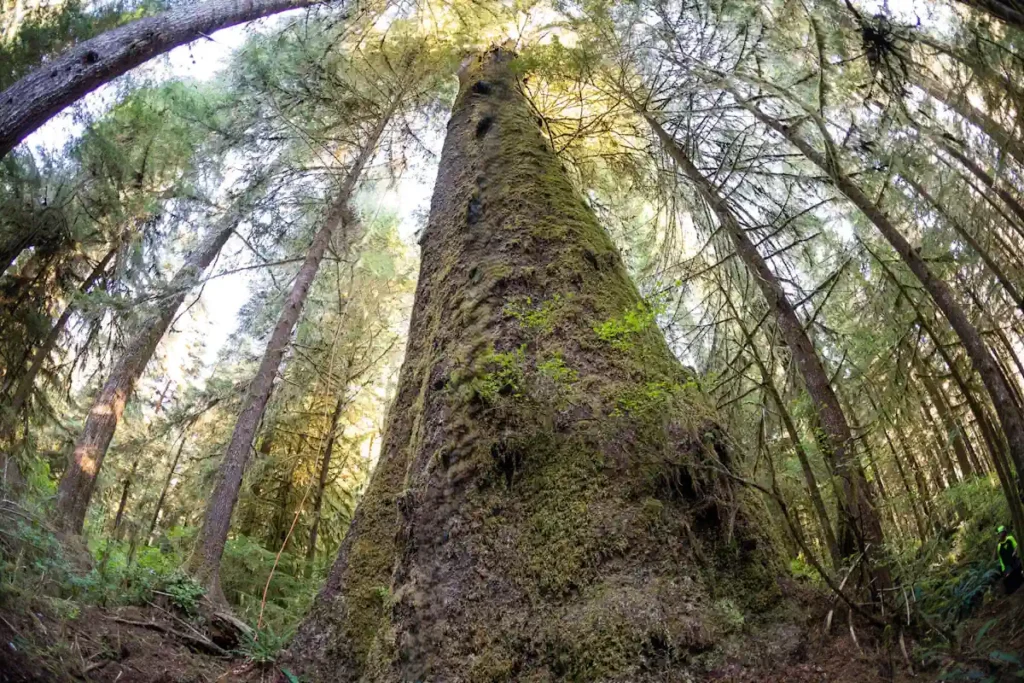 Canada’s Tallest Trees