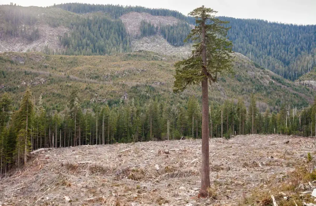 big-lonely-doug-clearcut