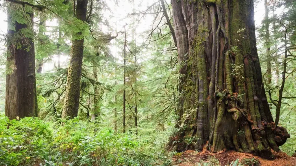 Canada’s Tallest Trees